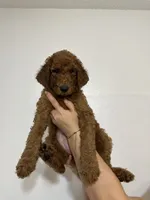AKC Red Standard - Black Collar, a female Poodle - Standard  for sale in New Orleans, LA – 3 of 8