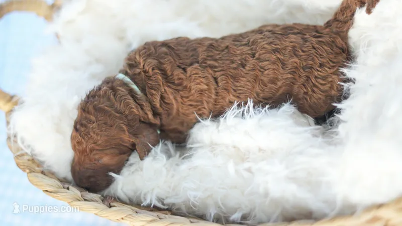 AKC Red Standard - Light Green – Poodle - Standard  puppy for sale in New Orleans, LA