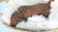 AKC Red Standard - Light Green, a male Poodle - Standard  for sale in New Orleans, LA – 1 of 4