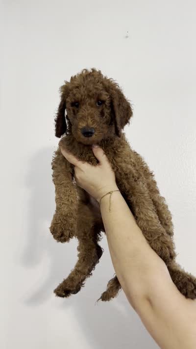 AKC Red Standard - Blue Collar, a female Poodle - Standard  for sale in New Orleans, LA – 2 of 9