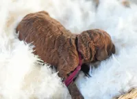 AKC Red Standard - Purple, a female Poodle - Standard  for sale in New Orleans, LA – 2 of 5