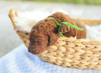 AKC Red Standard - Green, a female Poodle - Standard  for sale in New Orleans, LA – 2 of 5