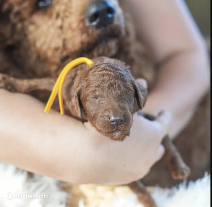 AKC Red Standard - Yellow – Poodle - Standard  puppy for sale in New Orleans, LA