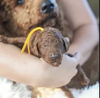 AKC Red Standard - Yellow, a female Poodle - Standard  for sale in New Orleans, LA – 1 of 5
