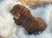 AKC Red Standard - Purple, a female Poodle - Standard  for sale in New Orleans, LA – 4 of 5