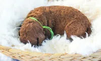 AKC Red Standard - Green, a female Poodle - Standard  for sale in New Orleans, LA – 5 of 5