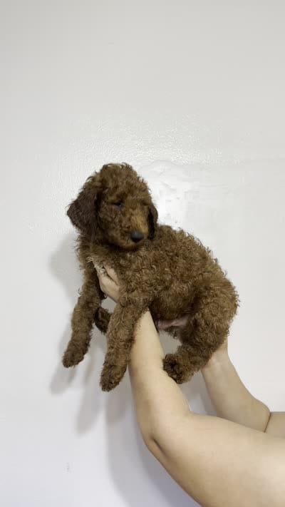 AKC Red Standard - Light Green Collar, a male Poodle - Standard  for sale in New Orleans, LA – 2 of 7