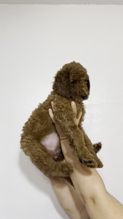 AKC Red Standard - Black Collar, a female Poodle - Standard  for sale in New Orleans, LA – 2 of 8