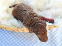 AKC Red Standard - Red, a male Poodle - Standard  for sale in New Orleans, LA – 6 of 6
