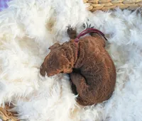 AKC Red Standard - Purple, a female Poodle - Standard  for sale in New Orleans, LA – 5 of 5