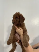 AKC Red Standard - Blue Collar, a female Poodle - Standard  for sale in New Orleans, LA – 4 of 9