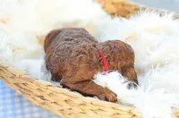 AKC Red Standard - Red, a male Poodle - Standard  for sale in New Orleans, LA – 5 of 6