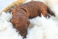 AKC Red Standard - Red, a male Poodle - Standard  for sale in New Orleans, LA – 4 of 6