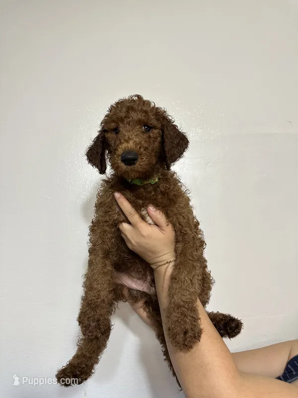 AKC Red Standard - Light Green – Poodle - Standard  puppy for sale in New Orleans, LA