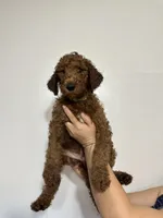 AKC Red Standard - Light Green Collar, a male Poodle - Standard  for sale in New Orleans, LA – 1 of 7