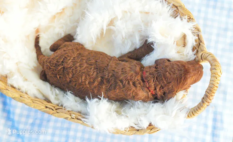 AKC Red Standard - Red – Poodle - Standard  puppy for sale in New Orleans, LA