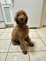 AKC Red Standard - Blue Collar, a female Poodle - Standard  for sale in Metairie, LA – 2 of 10