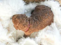 AKC Red Standard - Pink, a male Poodle - Standard  for sale in New Orleans, LA – 3 of 6