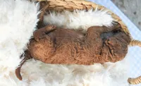 AKC Red Standard - Pink, a male Poodle - Standard  for sale in New Orleans, LA – 5 of 6
