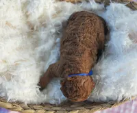 AKC Red Standard - Blue, a female Poodle - Standard  for sale in New Orleans, LA – 5 of 5