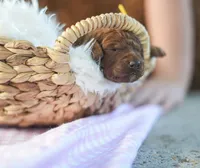 AKC Red Standard - Yellow, a female Poodle - Standard  for sale in New Orleans, LA – 4 of 5