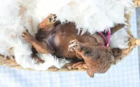 AKC Red Standard - Pink, a male Poodle - Standard  for sale in New Orleans, LA – 2 of 6