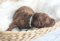 AKC Red Standard - Light Green, a male Poodle - Standard  for sale in New Orleans, LA – 2 of 4