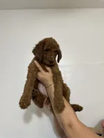 AKC Red Standard - Black Collar, a female Poodle - Standard  for sale in New Orleans, LA – 1 of 8