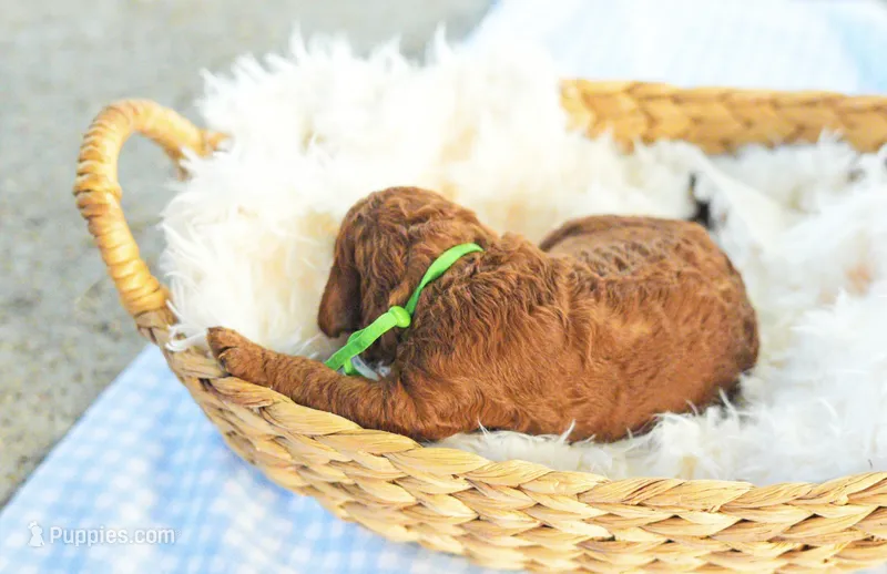 AKC Red Standard - Green – Poodle - Standard  puppy for sale in New Orleans, LA