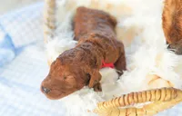 AKC Red Standard - Red, a male Poodle - Standard  for sale in New Orleans, LA – 2 of 6