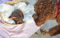 AKC Red Standard - Orange, a female Poodle - Standard  for sale in New Orleans, LA – 5 of 5