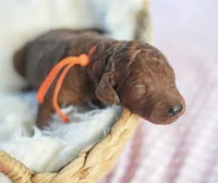 AKC Red Standard - Orange, a female Poodle - Standard  for sale in New Orleans, LA – 1 of 5