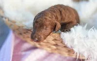 AKC Red Standard - Purple, a female Poodle - Standard  for sale in New Orleans, LA – 1 of 5