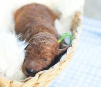 AKC Red Standard - Green, a female Poodle - Standard  for sale in New Orleans, LA – 3 of 5
