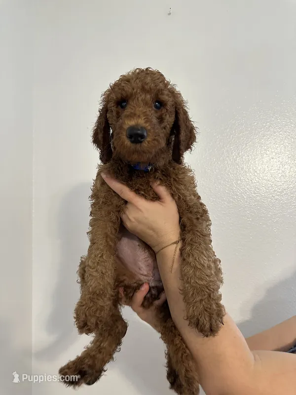 AKC Red Standard - Blue – Poodle - Standard  puppy for sale in New Orleans, LA