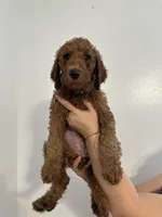 AKC Red Standard - Blue Collar, a female Poodle - Standard  for sale in New Orleans, LA – 1 of 9
