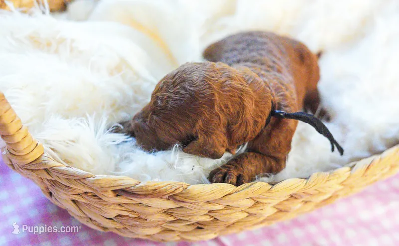 AKC Red Standard - Black – Poodle - Standard  puppy for sale in New Orleans, LA