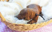 AKC Red Standard - Black, a female Poodle - Standard  for sale in New Orleans, LA – 1 of 4