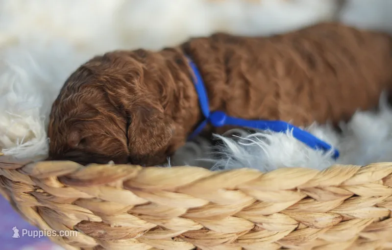 AKC Red Standard - Blue – Poodle - Standard  puppy for sale in New Orleans, LA
