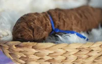 AKC Red Standard - Blue, a female Poodle - Standard  for sale in New Orleans, LA – 1 of 5