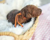 AKC Red Standard - Orange, a female Poodle - Standard  for sale in New Orleans, LA – 3 of 5