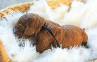 AKC Red Standard - Black, a female Poodle - Standard  for sale in New Orleans, LA – 3 of 4
