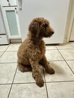 AKC Red Standard - Blue Collar, a female Poodle - Standard  for sale in Metairie, LA – 3 of 10