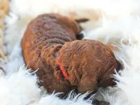 AKC Red Standard - Red, a male Poodle - Standard  for sale in New Orleans, LA – 3 of 6