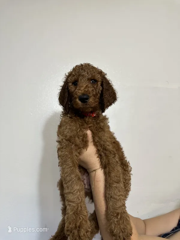 AKC Red Standard - Red – Poodle - Standard  puppy for sale in New Orleans, LA