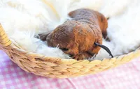 AKC Red Standard - Black, a female Poodle - Standard  for sale in New Orleans, LA – 4 of 4