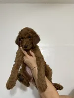 AKC Red Standard - Black Collar, a female Poodle - Standard  for sale in New Orleans, LA – 4 of 8