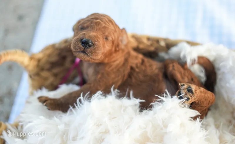 AKC Red Standard - Pink – Poodle - Standard  puppy for sale in New Orleans, LA