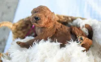 AKC Red Standard - Pink, a male Poodle - Standard  for sale in New Orleans, LA – 1 of 6
