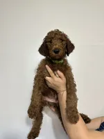 AKC Red Standard - Light Green Collar, a male Poodle - Standard  for sale in New Orleans, LA – 3 of 7